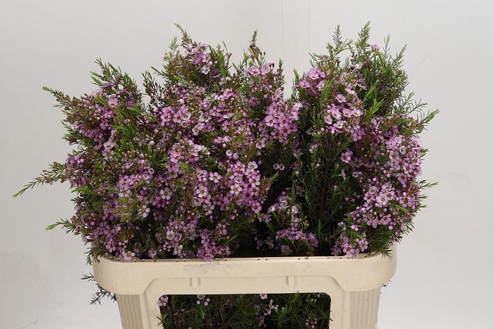 <h4>Chamelaucium Kerryn</h4>