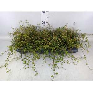 Muehlenbeckia com. 'Mao'ri'