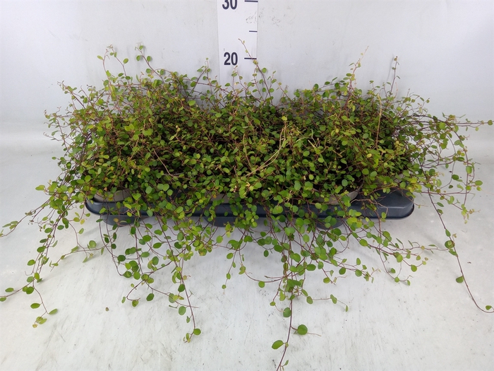 <h4>Muehlenbeckia com. 'Mao'ri'</h4>