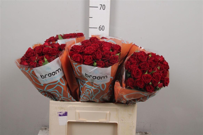 <h4>R Tr Rubicon</h4>