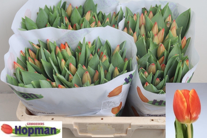 <h4>TU EN AD REM</h4>