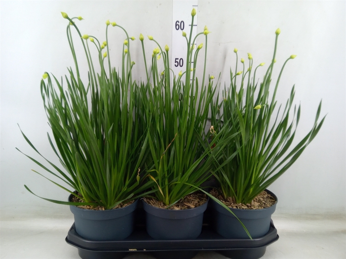 <h4>Allium  'Millenium'</h4>