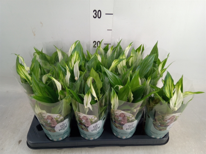 <h4>Spathiphyllum  'Pearl Cupido'</h4>