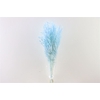 Dried Avena Salv L Blue Bunch