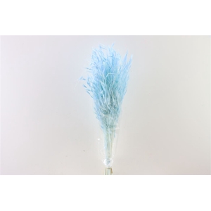 Dried Avena Salv L Blue Bunch