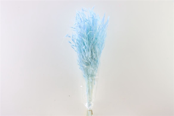 Dried Avena Salv L Blue Bunch