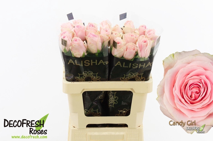 <h4>R Gr Candy Girl</h4>