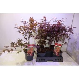 arr8 Acer Pa Atropurpureu
