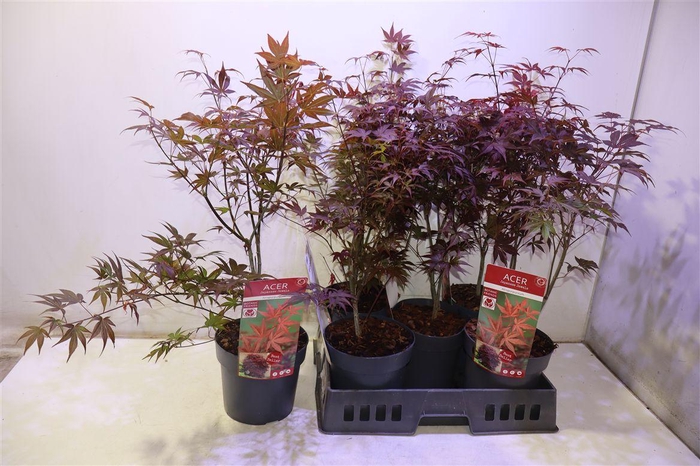 <h4>arr8 Acer Pa Atropurpureu</h4>