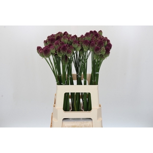 Allium Sphaerocephalon