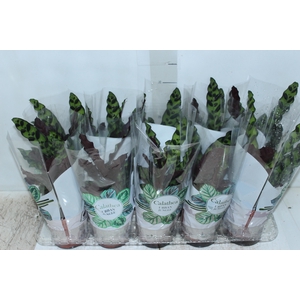 CALATHEA INSIGNIS P12