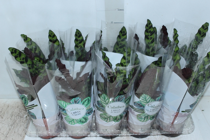 <h4>CALATHEA INSIGNIS P12</h4>