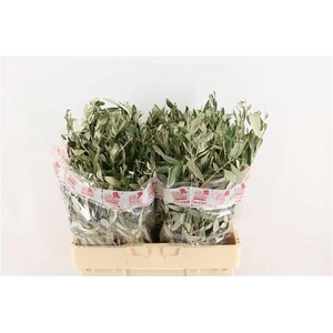 Olea Europaea Bs