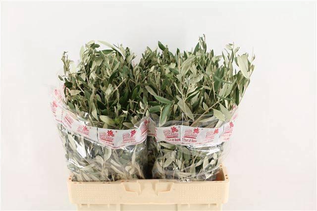 <h4>Olea Europaea Bs</h4>