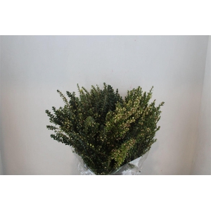 Myrthe Tarantino Wit P Bunch