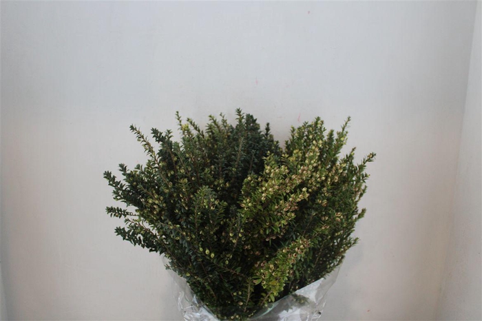 <h4>Myrthe Tarantino Wit P Bunch</h4>