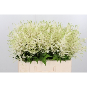Astilbe Washingthon