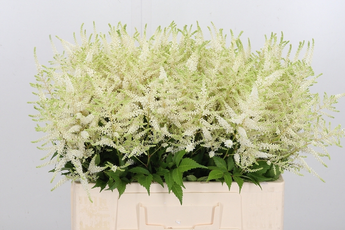 <h4>Astilbe Washingthon</h4>