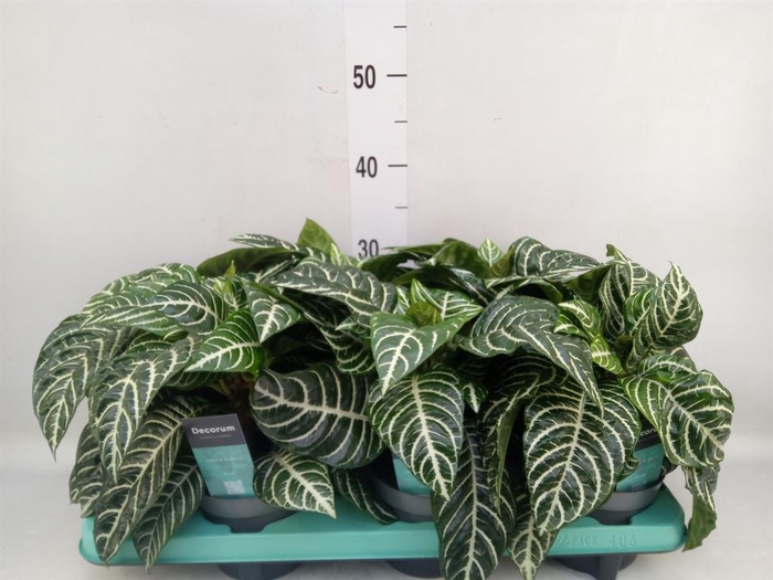 <h4>Aphelandra squar.</h4>