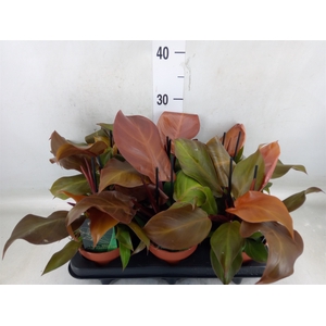 Philodendron  'Sunlight'