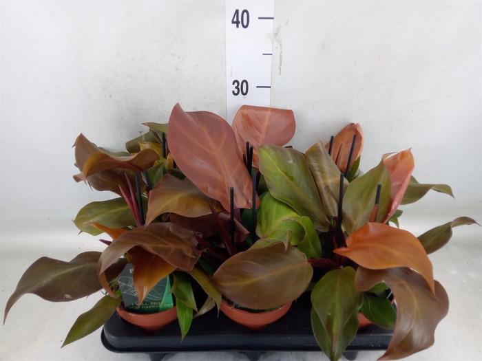 <h4>Philodendron  'Sunlight'</h4>