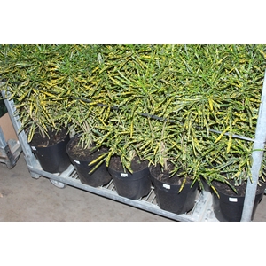CROTON BRASILEIRINHO P24