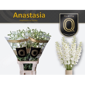 DELPH DU ANASTASIA 100CM X30