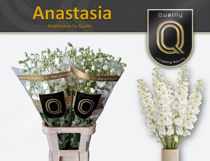<h4>DELPH DU ANASTASIA 100CM X30</h4>