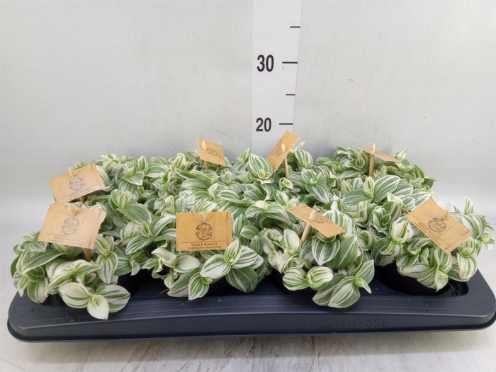 <h4>Tradescantia   ...</h4>