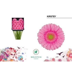 GE MI KIRSTEY DIA KAART x20