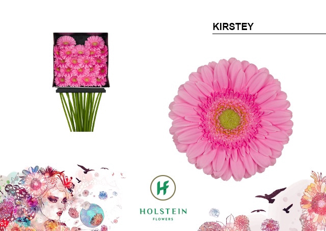 <h4>GE MI KIRSTEY DIA KAART x20</h4>