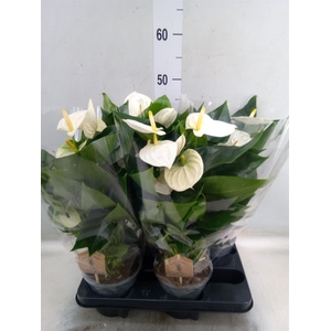 Anthurium andr. 'Cocos'