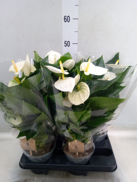 <h4>Anthurium andr. 'Cocos'</h4>