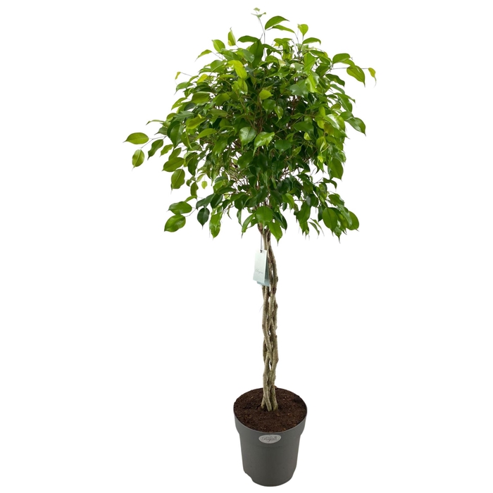 <h4>Ficus benja. 'Exotica'</h4>