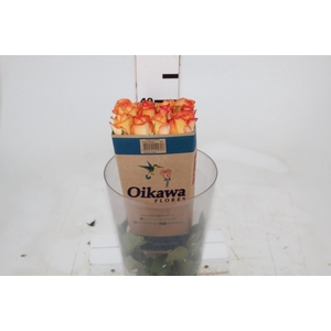 ROSA SKYFIRE 040 CM ESTUFA