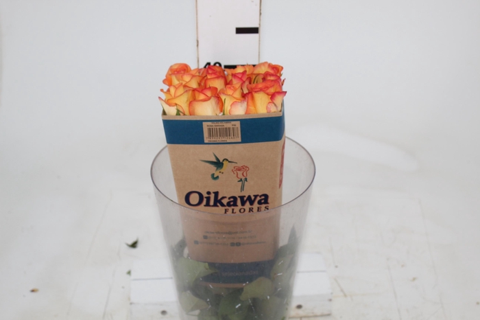 <h4>ROSA SKYFIRE 040 CM ESTUFA</h4>