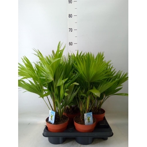 Livistona rotundifolia