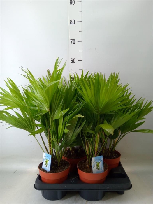 <h4>Livistona rotundifolia</h4>