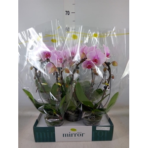 Phalaenopsis   ...rose