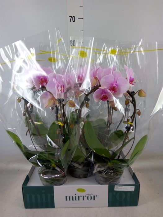 <h4>Phalaenopsis   ...rose</h4>