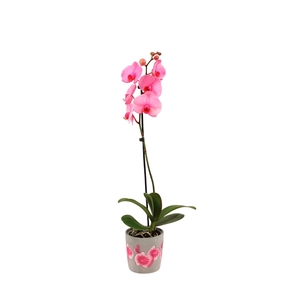 Fiore Pink Phal I Am Pink 1T9+