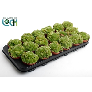 Sempervivum Herta Green