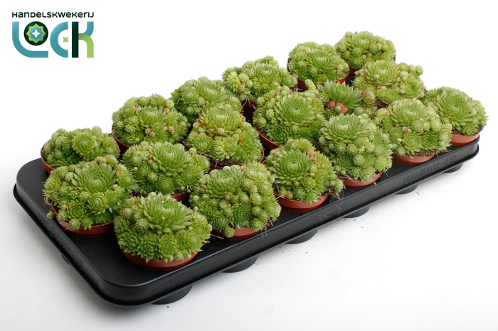<h4>Sempervivum Herta Green</h4>