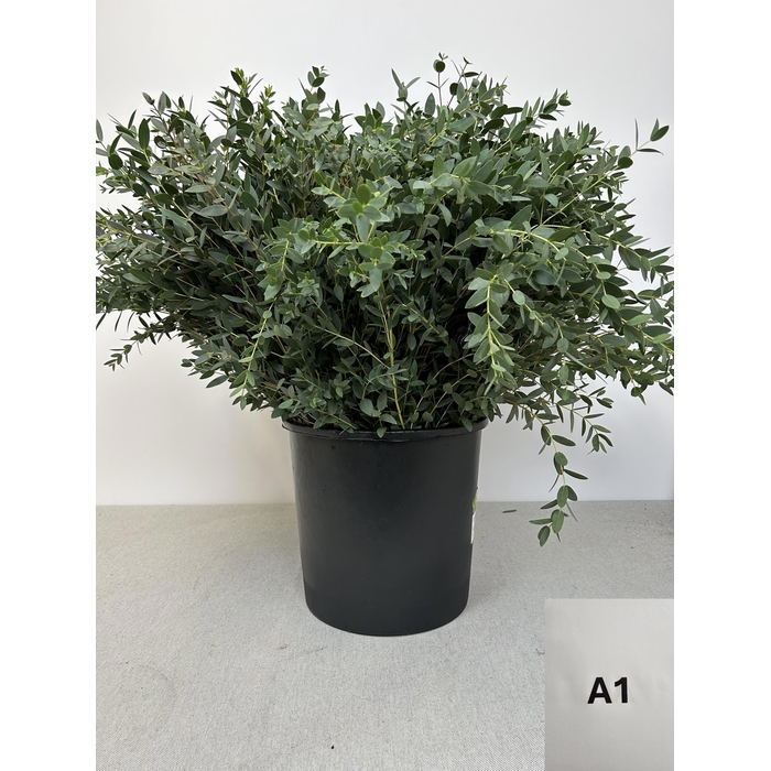 <h4>EUC PARVIFOLIA PB</h4>