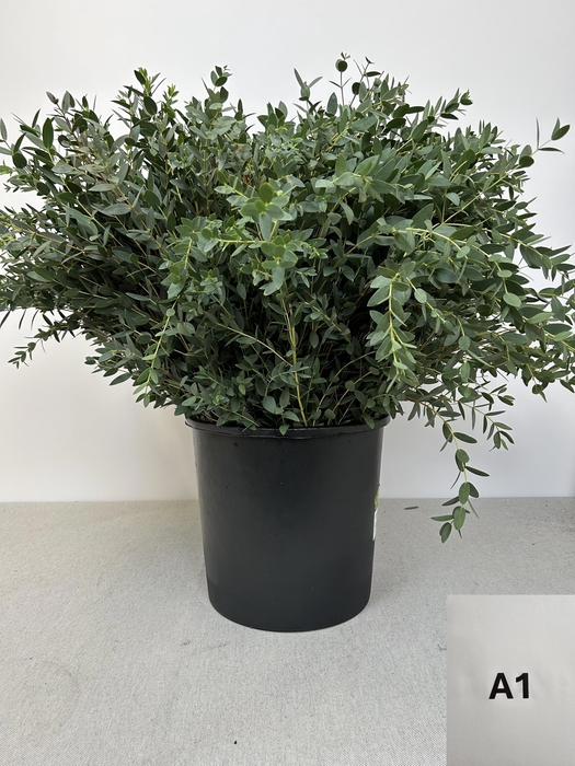 EUC PARVIFOLIA PB