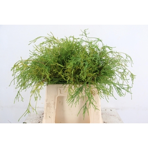 CONIFEER FILIFERA  AUREA PER BUNCH