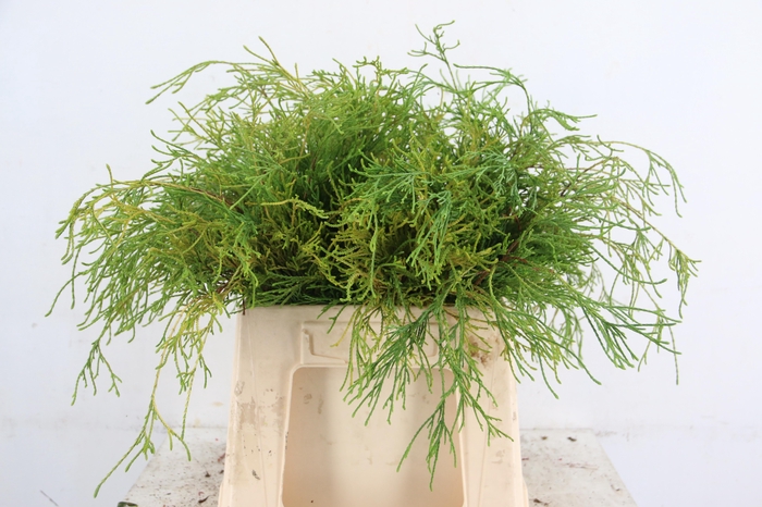 <h4>CONIFEER FILIFERA  AUREA PER BUNCH</h4>