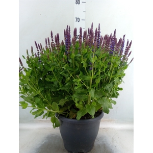 Salvia nemorosa 'Sensation Blue Dp'
