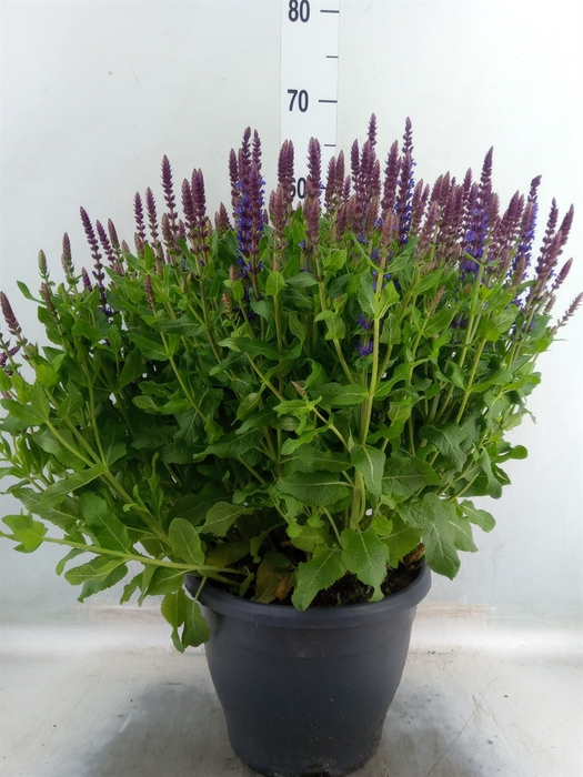 <h4>Salvia nemorosa 'Sensation Blue Dp'</h4>