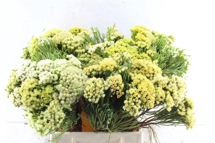 <h4>Kaaps Nebelia Palacea</h4>